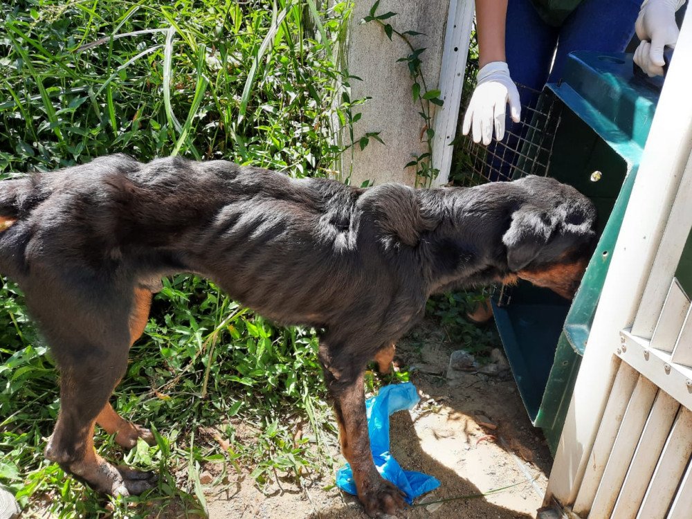 Homem é preso em flagrante por maus tratos a animais em Blumenau