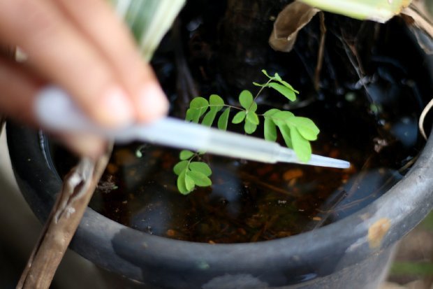 Indaial passa a integrar lista de cidades infestadas pelo Aedes aegypti em SC