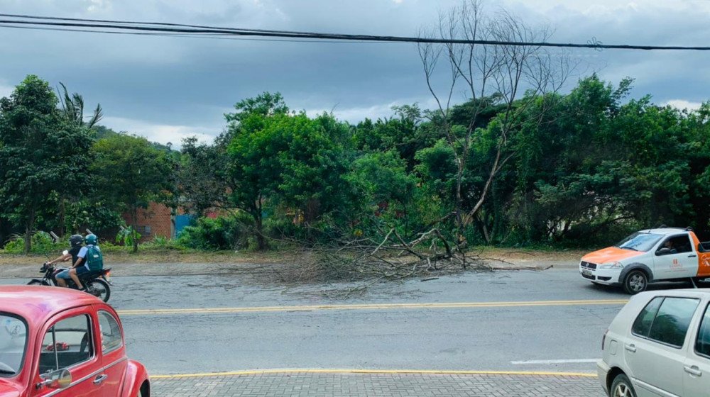 Quedas de árvores comprometem trânsito em três ruas de Blumenau