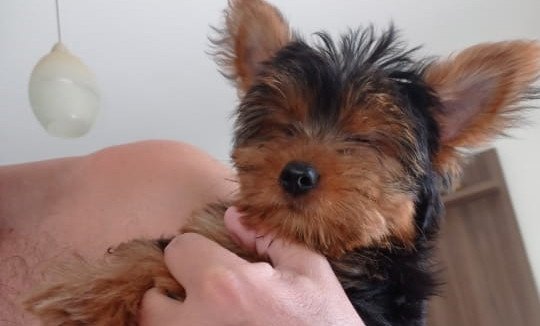 Criminosos arrombam casa e furtam cachorro de estimação em Ilhota