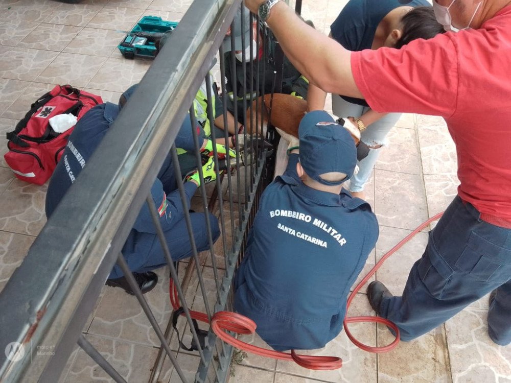 Bombeiros resgatam cachorro que ficou preso em portão de casa em Gaspar