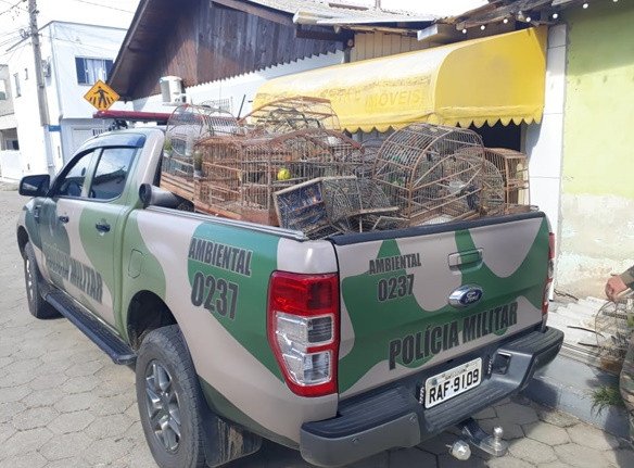 Mais de 50 pássaros silvestres são apreendidos em casa em Gaspar