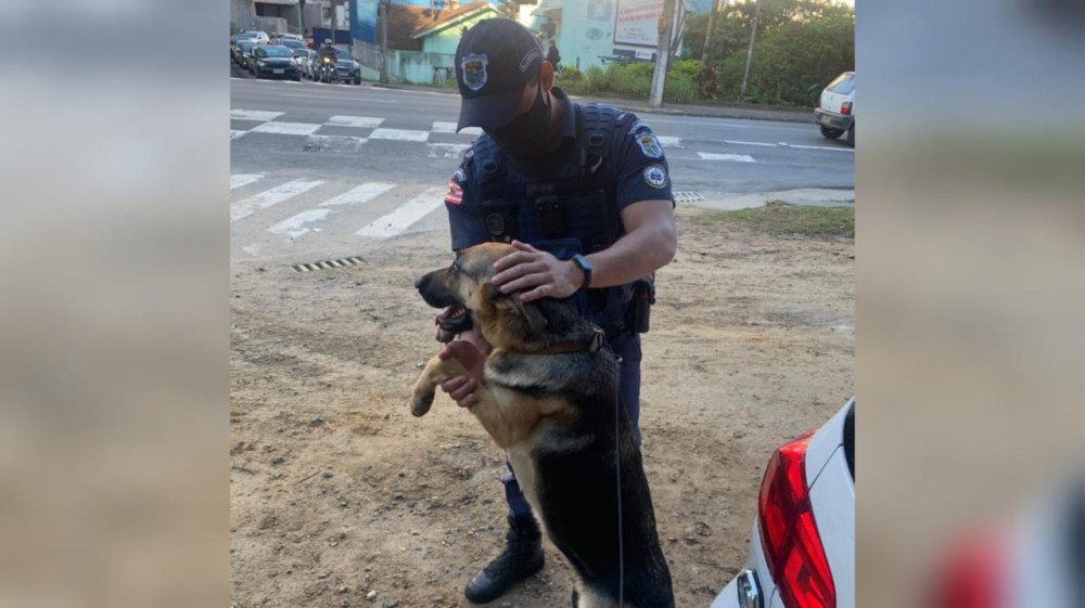 Agentes de Guarda Municipal resgatam cão que andava entre carros em Blumenau