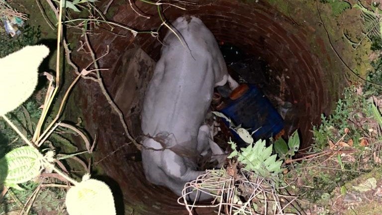 Bombeiros resgatam boi que caiu em poço desativado no Vale do Itajaí