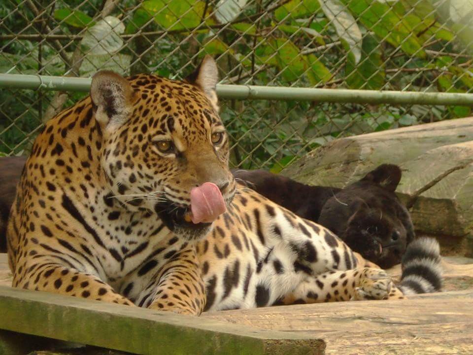 Onça-pintada mais velha do Brasil morre no zoobotânico de Brusque