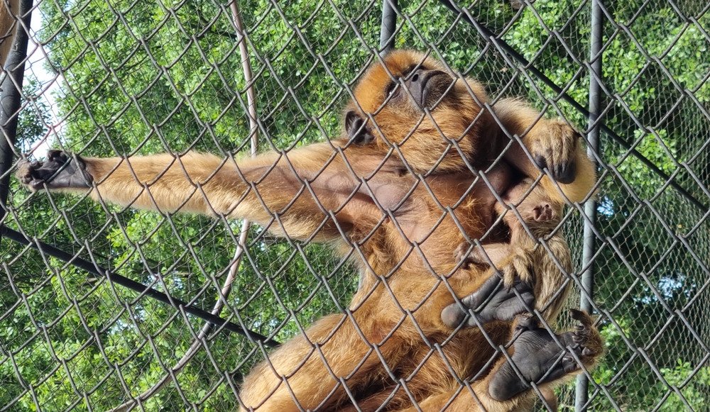 Foto: Zoo Pomerode
