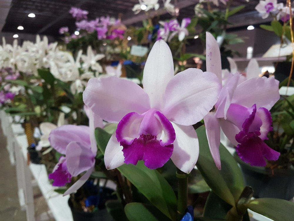 Foto: Arquivo/Portal Alexandre José 