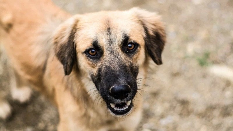 Indaial abre inscrições para o 9° Mutirão de Castração Animal