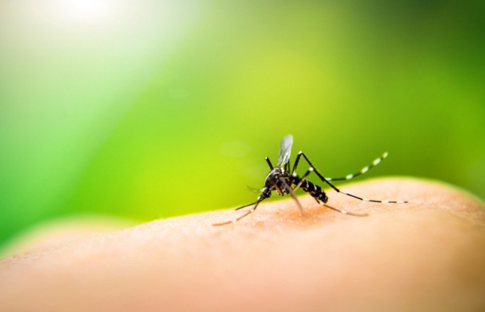 Liminar dá prazo para que Rio do Sul regularize medidas de combate à dengue