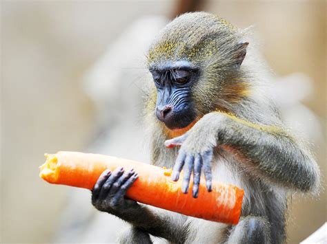 Senado aprova projeto que proíbe testes com animais na produção de cosméticos