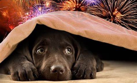 Fogos de artifícios causam mal estar em animais