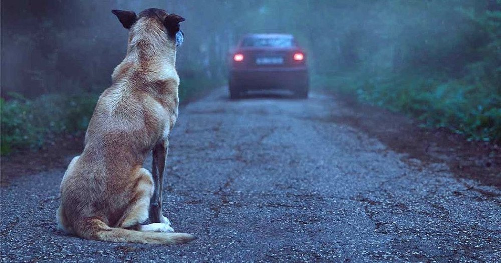 Abandono de animais cresce cerca de 30% no fim de ano