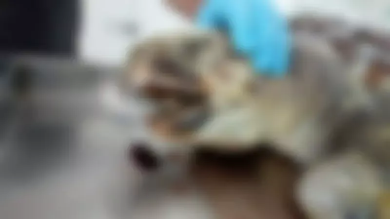 Pesquisadores acham lata de cerveja dentro de tartaruga encontrada morta em praia de SC