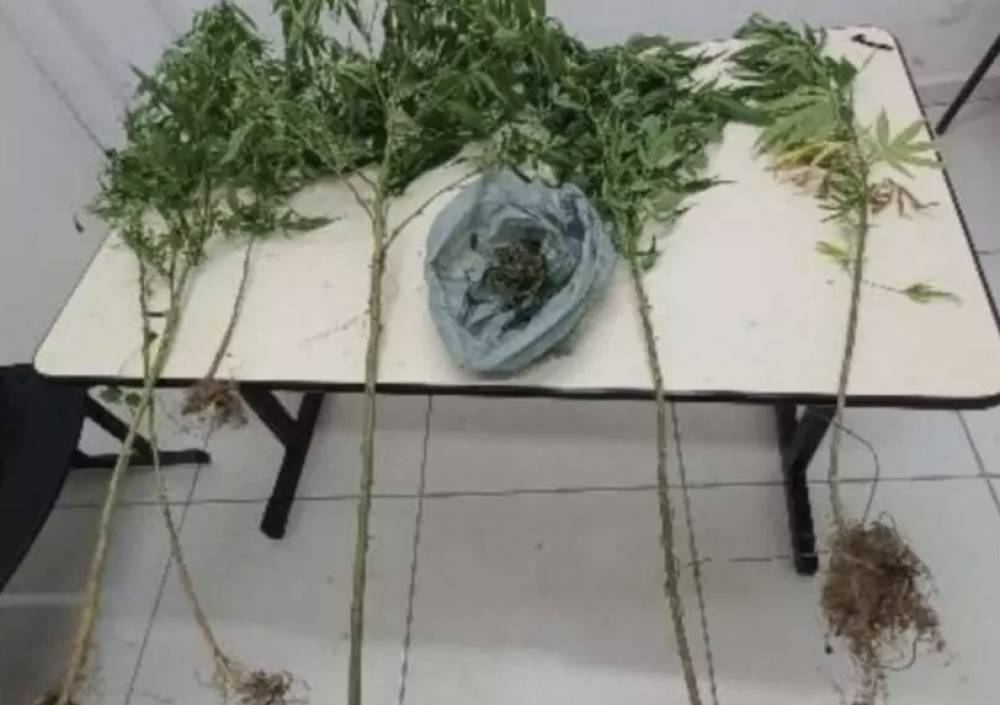Polícia encontra pés de maconha durante ocorrência em Blumenau