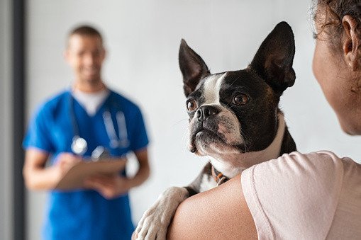 Indaial abre inscrições para o 1° Mutirão de Castração Animal de 2023