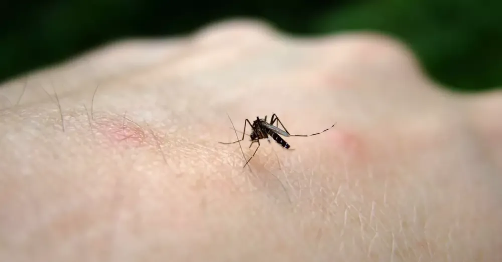 Blumenau prepara fumacê nos bairros para combate à dengue na cidade