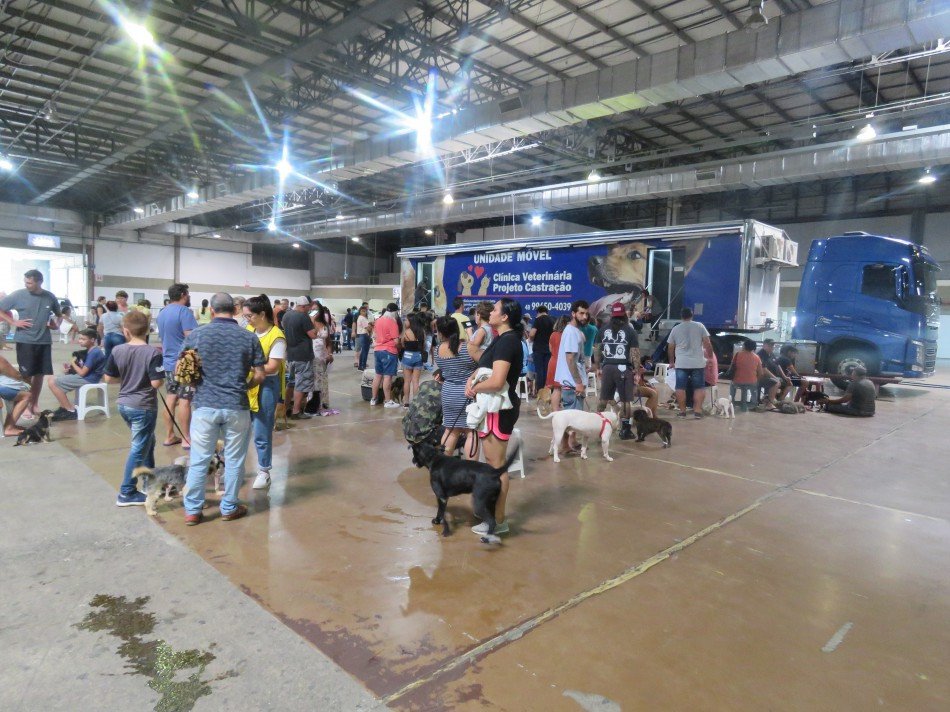 Blumenau inicia mutirão gratuito de castração para cães e gatos