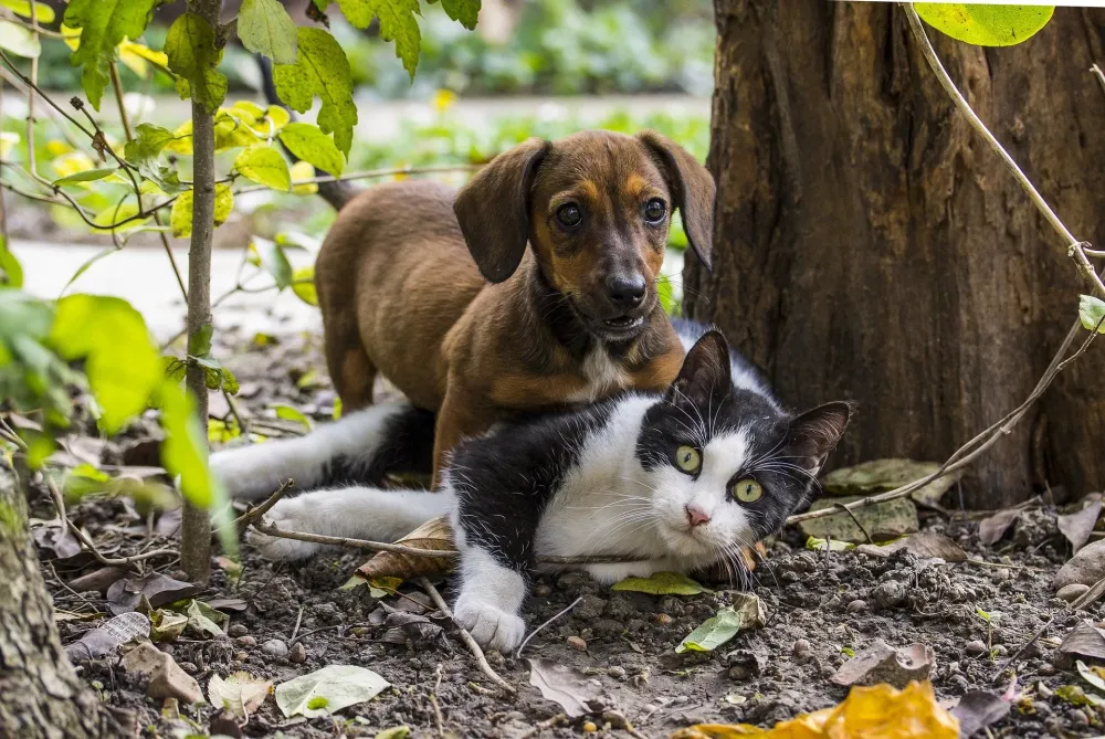 Indaial vai oferecer castração gratuita para cães e gatos