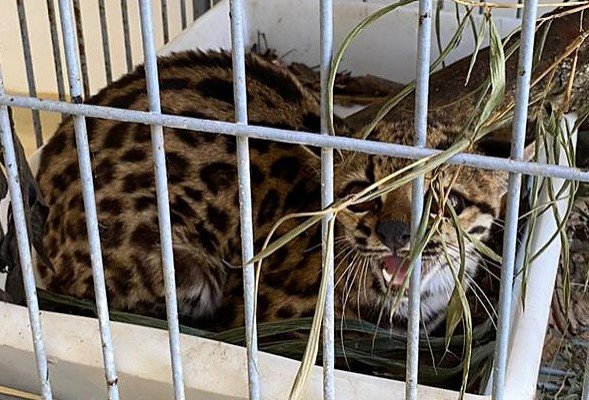 Gato-maracajá é solto em área verde em Blumenau pela Polícia Militar Ambiental