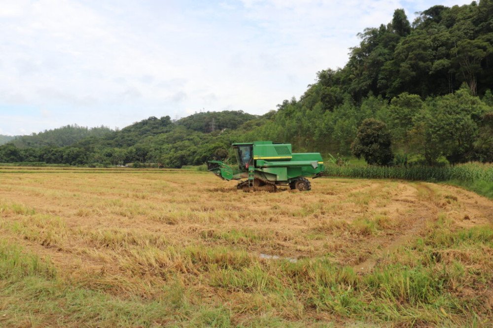 Começa a colheita do arroz em Gaspar com expectativa de comercialização de 500 mil sacas