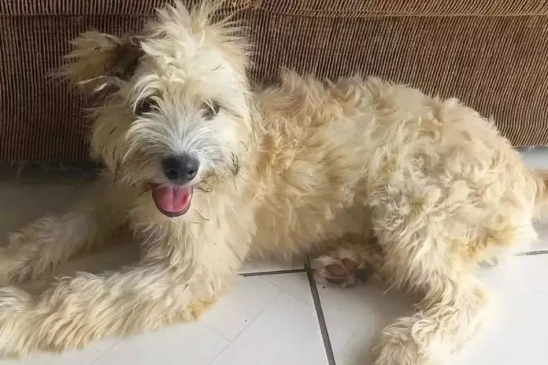 Cachorrinha encontrada dentro de forro de sofá em Joinville é adotada