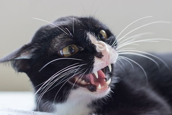 Santa Catarina: 1º caso de raiva em animal doméstico volta aparecer no Estado depois de sete anos