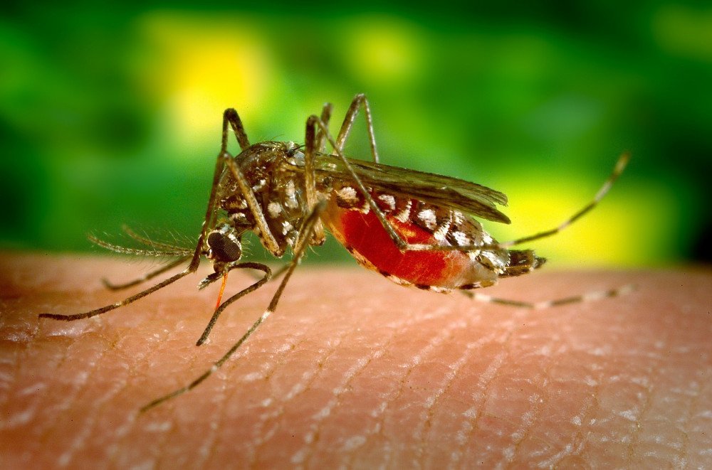 Vigilância Epidemiológica Estadual confirma 142 casos de dengue em Santa Catarina