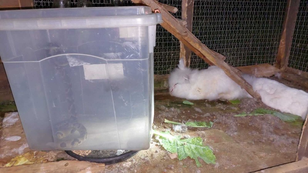 Jararaca é capturada depois de atacar coelhos de estimação em Blumenau
