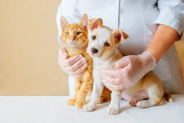 Indaial abre inscrições para o 2° Mutirão de Castração Animal de 2023