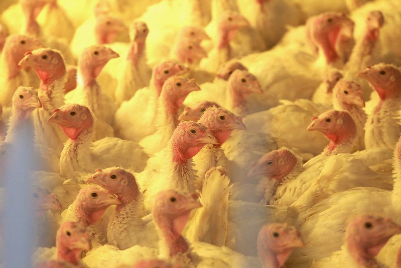 Santa Catarina suspende eventos com aves para prevenir entrada da Influenza Aviária