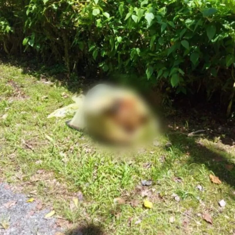 Polícia Civil divulga laudo de cachorro morto encontrado em saco plástico em Pomerode