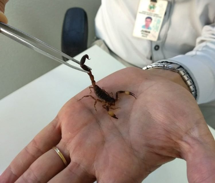 Incidência de animais peçonhentos aumenta no verão; SC já registra mais de mil casos neste ano