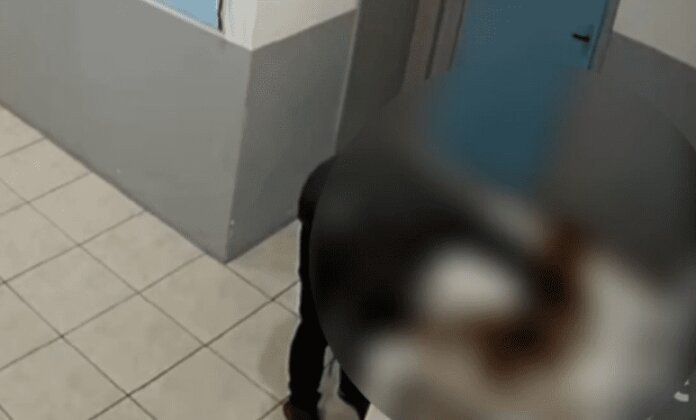 Caso do homem que praticou crime sexual contra cachorro em Ponte Alta recebe denúncia do Ministério Público de SC