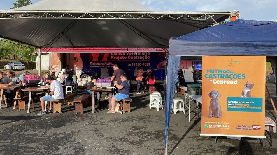 Blumenau terá novo mutirão de castração gratuita de cães e gatos em abril