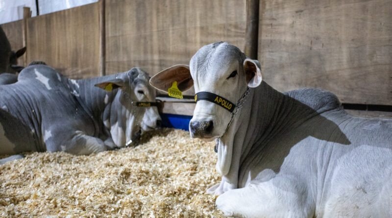 Pecuaristas podem solicitar serviço de inseminação artificial para este fim de semana em Gaspar