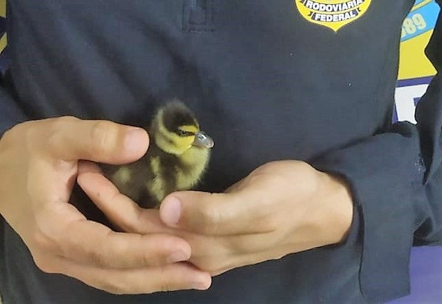 PRF resgata filhote de marreco d'água na BR-470 em Rio do Sul