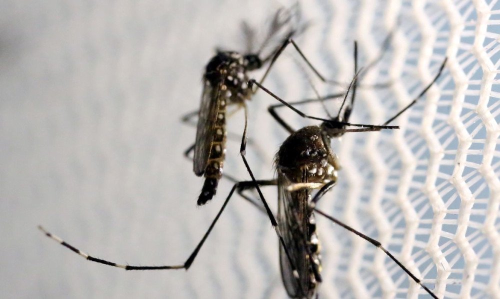 Dengue: Blumenau dá continuidade ao fumacê no bairro Vila Nova nesta terça-feira