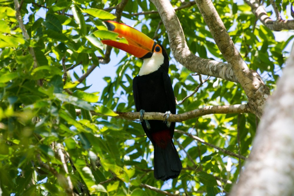 Tucano atinge fiação, morre e deixa mais de 30 mil imóveis sem energia em Blumenau