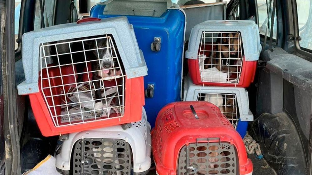 Vídeo: Operação resgata animais em situação de maus tratos em Pomerode