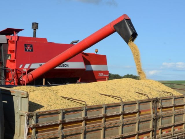 Produção de soja em Santa Catarina deve chegar a 3 milhões de toneladas em 2023