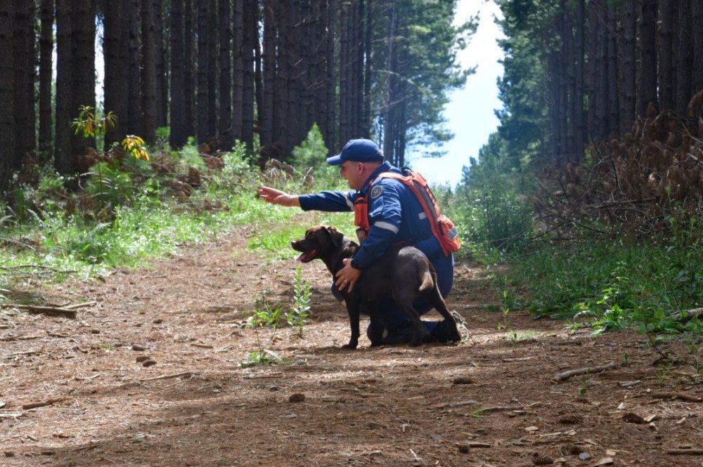 Corpo de Bombeiros de SC realiza certificação de cães neste mês; Treinamento será feito em Blumenau