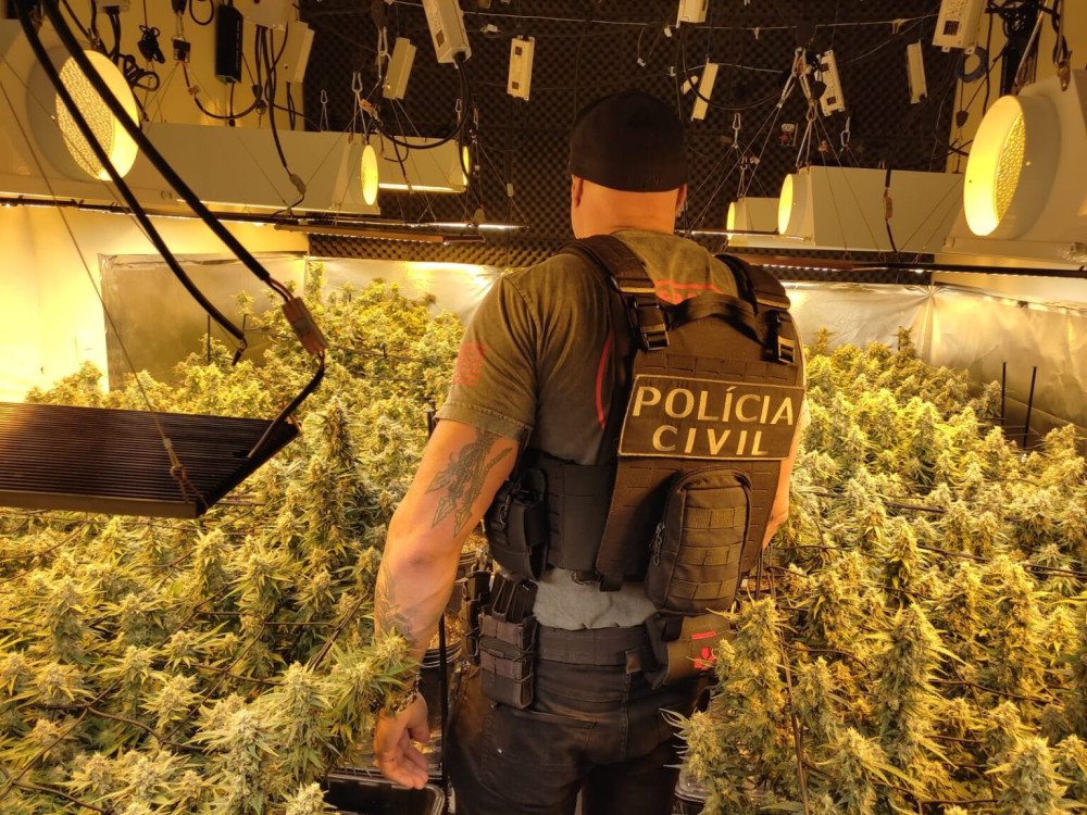 Polícia Civil encontra estufa para cultivo de maconha em Itajaí; Local servia também para venda de droga