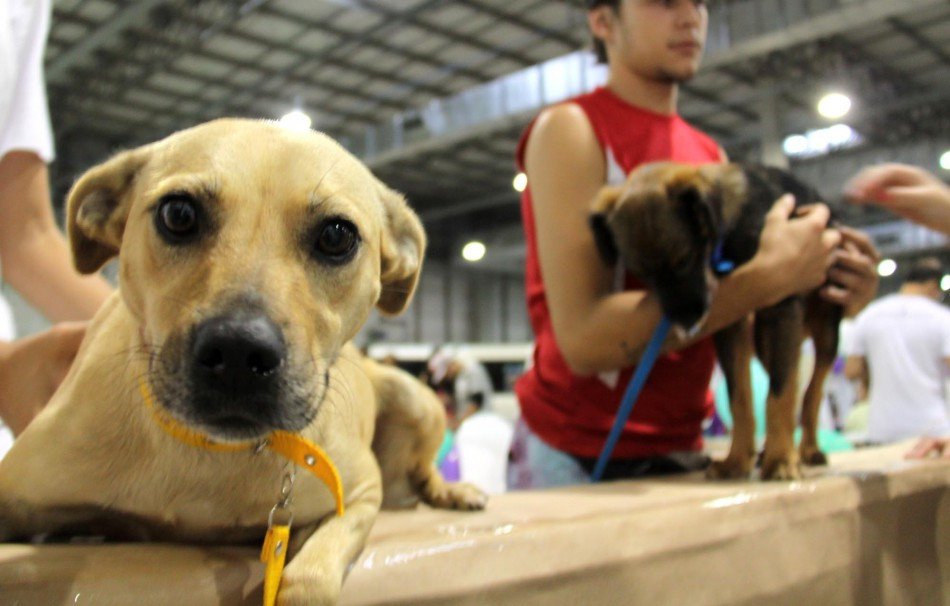Mais de 800 animais foram castrados no mutirão de castração gratuita de abril em Blumenau; Novo mutirão acontece em maio
