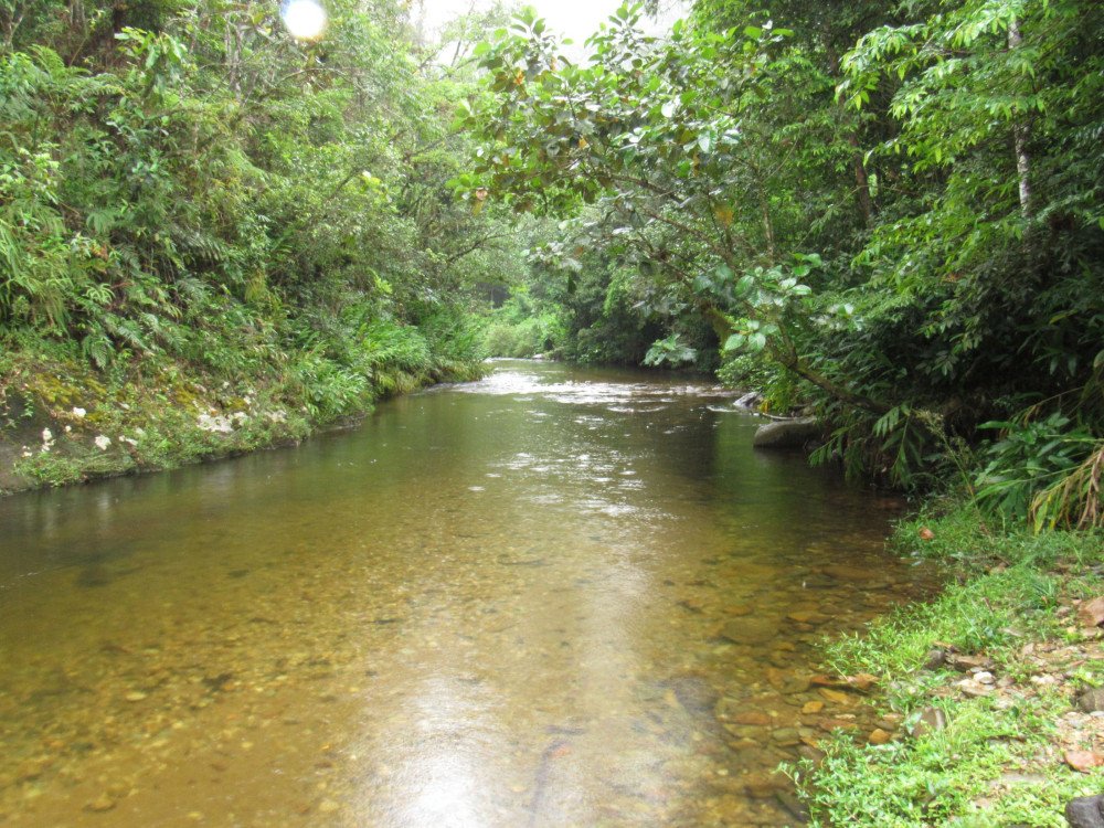 Preservação dos mananciais é crucial para garantir a qualidade da água