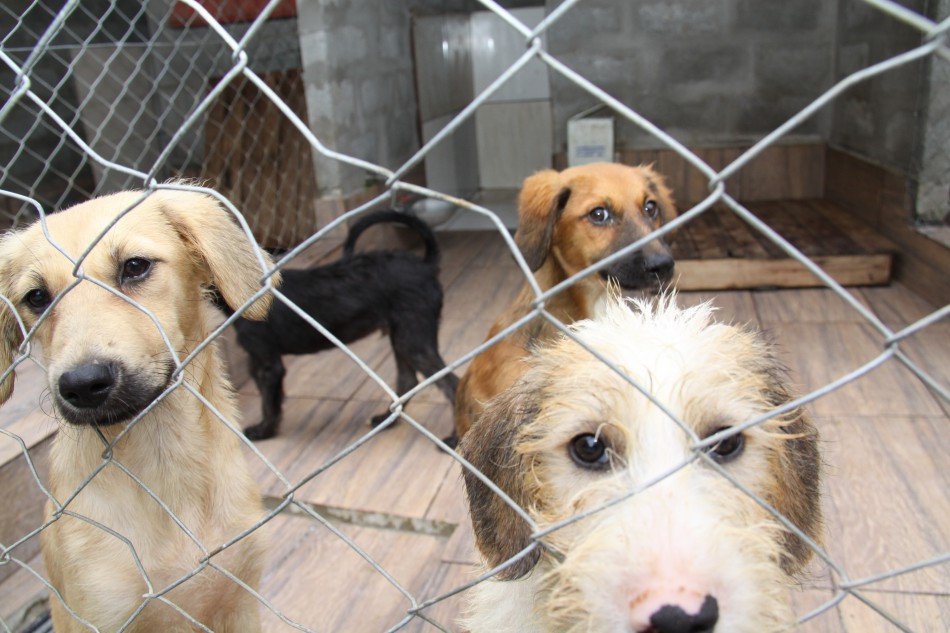 Cachorros fogem e donos são encontrados por conta de microchip; Dados são coletados pelo Cepread durante castração solidária em Blumenau