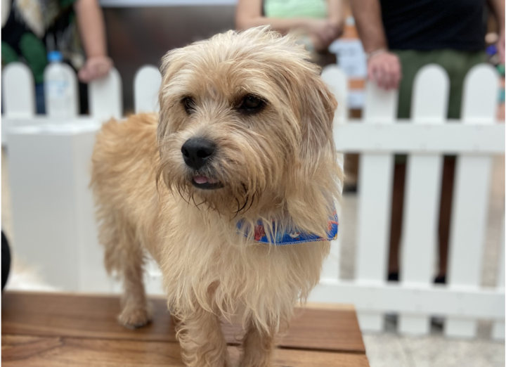 Fim de semana tem feira de adoção de cães em Blumenau