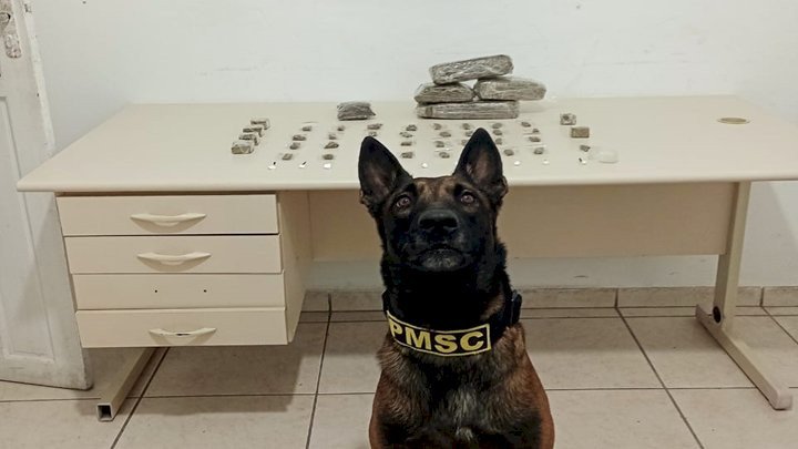 Cão farejador da Polícia Militar localiza drogas escondidas em área de mata em Palhoça