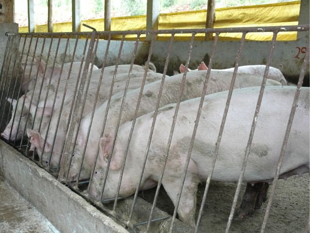 Foto: Divulgação/Epagri/SC