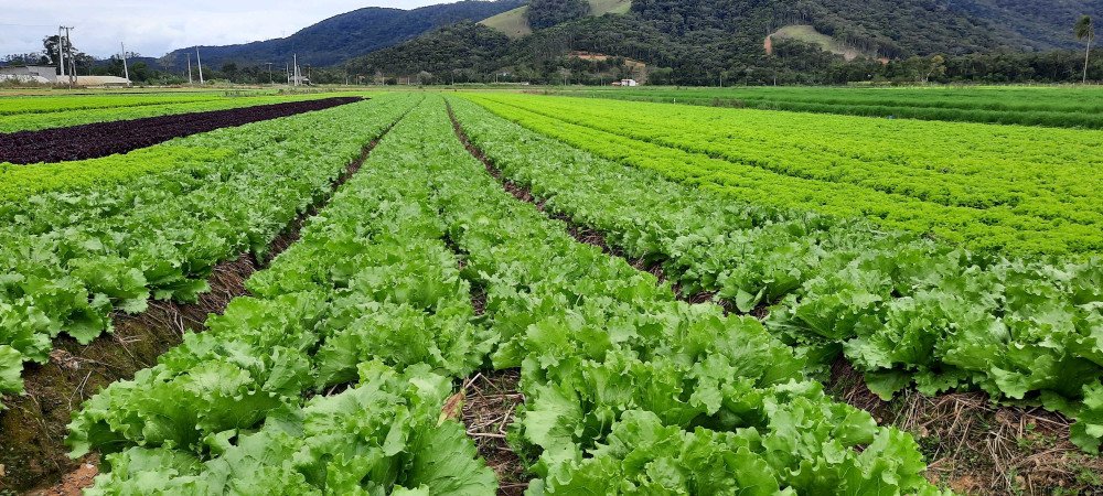 Foto: Divulgação/Cidasc