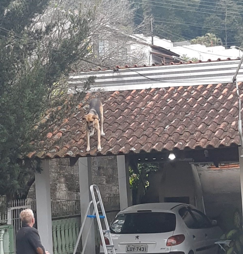 Cachorro fica preso no telhado e é resgatado pelos bombeiros em Blumenau